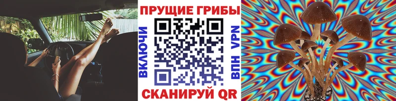 Купить где  Ковылкино  Псилоцибиновые грибы Cubensis 